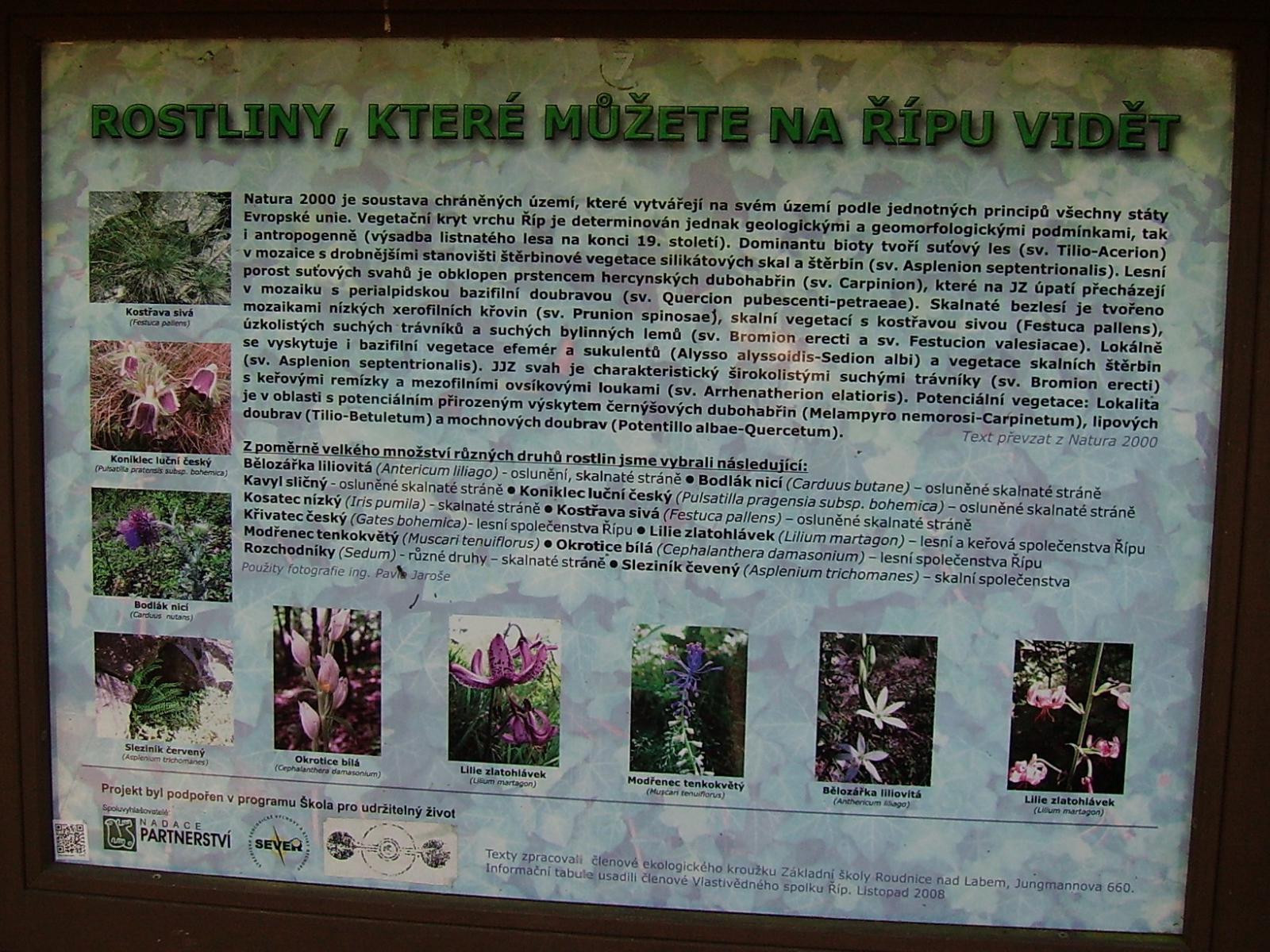 Rostliny, které můžete na Řípu vidět